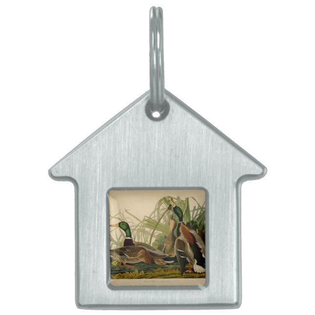 Mallard Duck Audubon Bird Painting Pet ID Tag (Front)