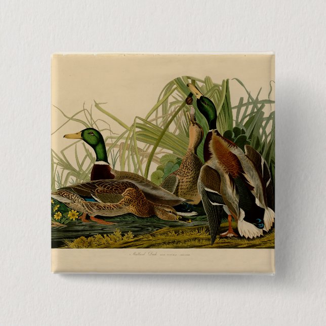 Mallard Duck Audubon Bird Painting Pinback Button (Front)