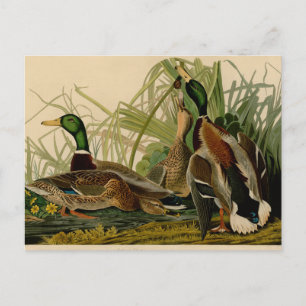 Mallard Duck Audubon Bird Painting Postcard