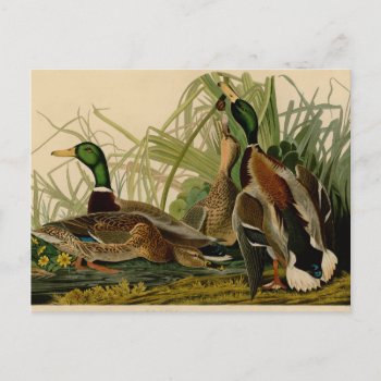 Mallard Duck Audubon Bird Painting Postcard by antiqueart at Zazzle