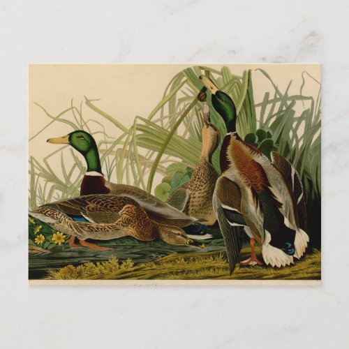 Mallard Duck Audubon Bird Painting Postcard