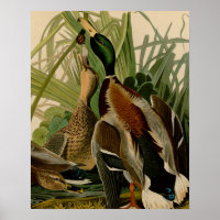 Mallard Duck Audubon Bird Painting