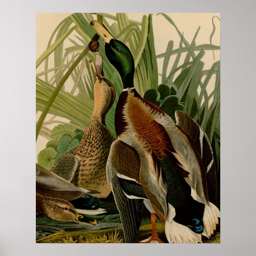 Mallard Duck Audubon Bird Painting Poster