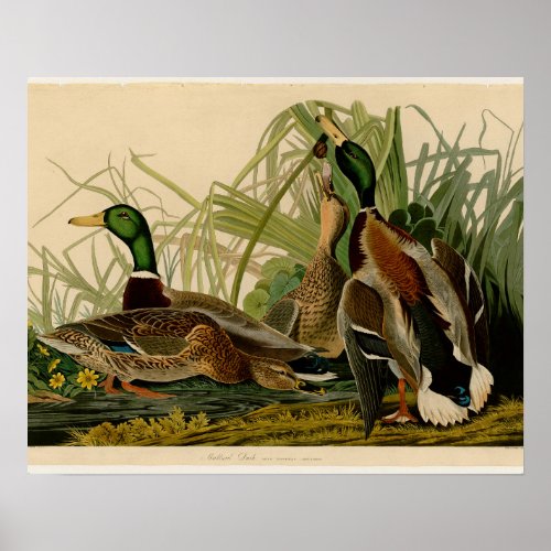 Mallard Duck Audubon Bird Painting Poster