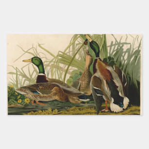 Mallard Duck Audubon Bird Painting Rectangular Sticker