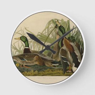 Mallard Duck Audubon Bird Painting Round Clock