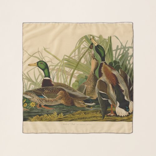 Mallard Duck Audubon Bird Painting Scarf