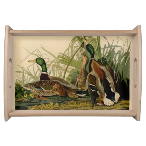 Mallard Duck Audubon Bird Painting Serving Tray