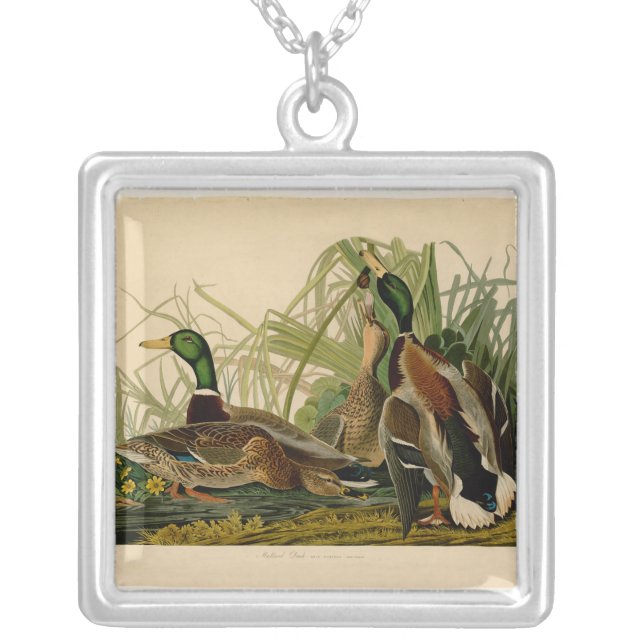 Mallard Duck Audubon Bird Painting Silver Plated Necklace (Front)