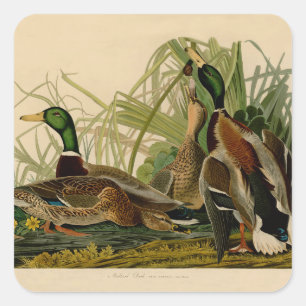 Mallard Duck Audubon Bird Painting Square Sticker