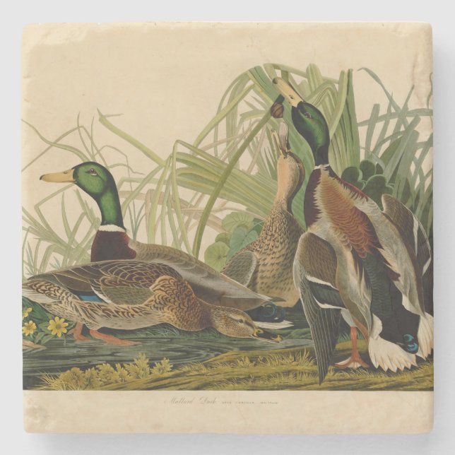 Mallard Duck Audubon Bird Painting Stone Coaster (Front)