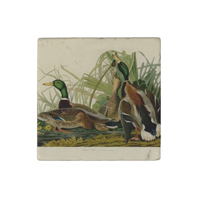 Mallard Duck Audubon Bird Painting Stone Magnet (First Magnet)
