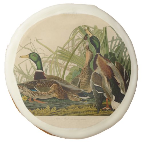 Mallard Duck Audubon Bird Painting Sugar Cookie