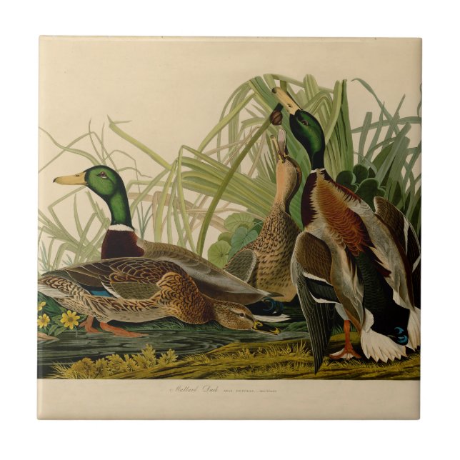 Mallard Duck Audubon Bird Painting Tile (Front)