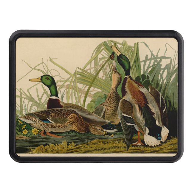 Mallard Duck Audubon Bird Painting Tow Hitch Cover (Front)