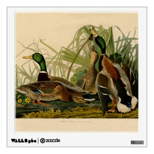 Mallard Duck Audubon Bird Painting Wall Sticker