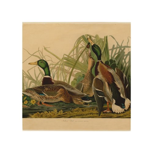 Mallard Duck Audubon Bird Painting Wood Wall Art