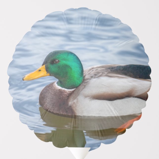 Mallard Duck Balloon (Front)