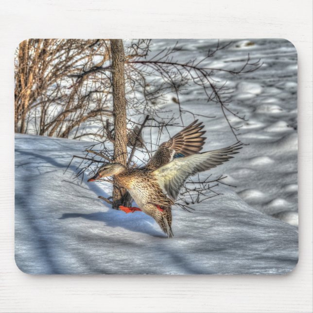 Mallard Duck Birdlover Wildlife Photo Mouse Pad (Front)