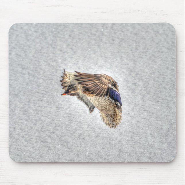 Mallard Duck Birdlover Wildlife Photo Mouse Pad (Front)