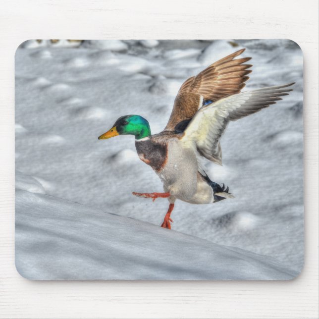 Mallard Duck Birdlover Wildlife Photo Mouse Pad (Front)