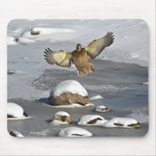 Mallard Duck Birdlover Wildlife Photo Mouse Pad
