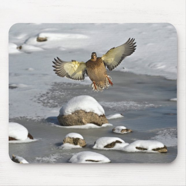Mallard Duck Birdlover Wildlife Photo Mouse Pad (Front)