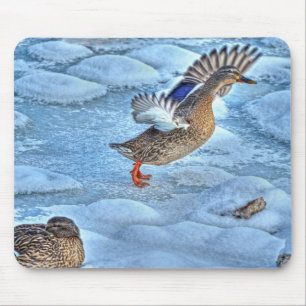 Mallard Duck Birdlover Wildlife Photo Mouse Pad