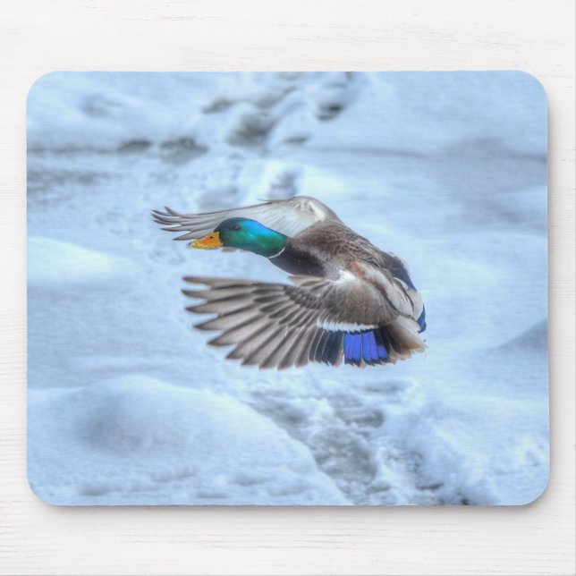 Mallard Duck Birdlover Wildlife Photo Mouse Pad (Front)