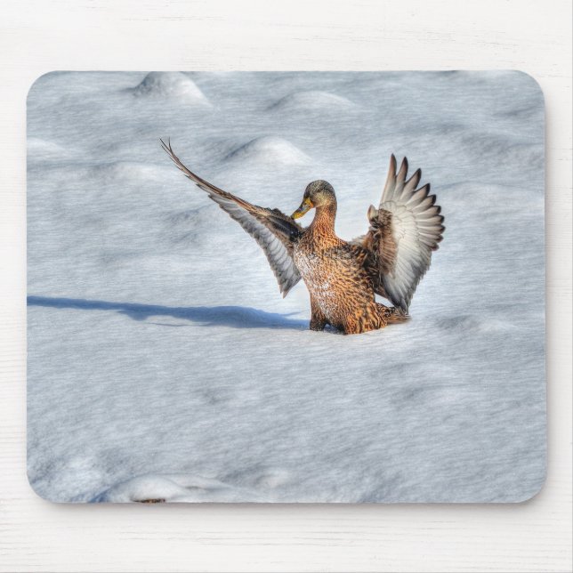 Mallard Duck Birdlover Wildlife Photo Mouse Pad (Front)