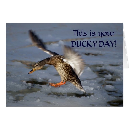 Mallard Duck Birthday Card