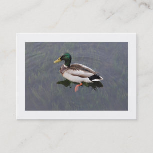 Mallard Duck (Bordered) Business Card