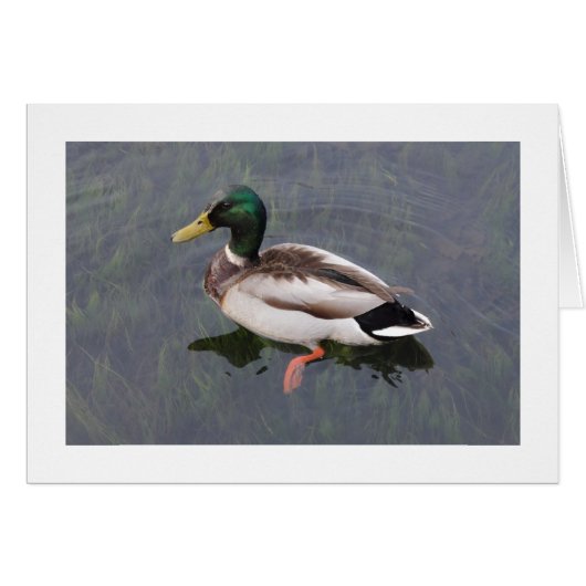 Mallard Duck (Bordered) Cards (Front Horizontal)
