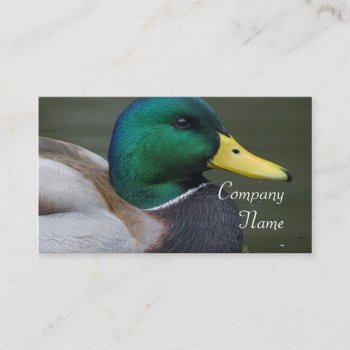 Mallard Duck Business Cards by pdphoto at Zazzle