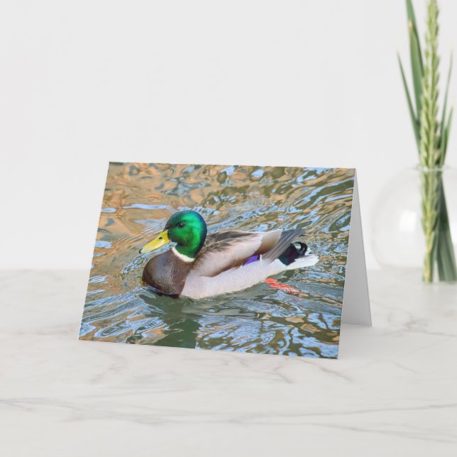 Mallard Duck. Bute Park, Cardiff, Wales Card (Front)