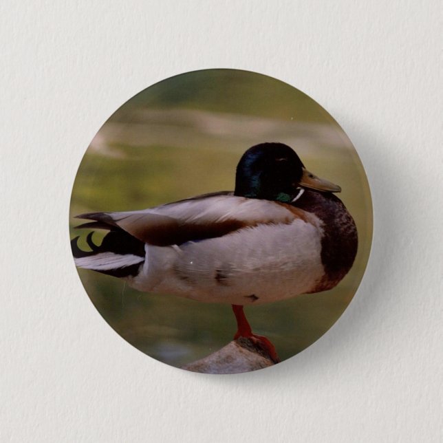 Mallard Duck Button (Front)