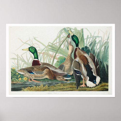 Mallard Duck by Audubon Poster