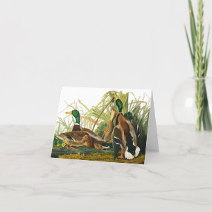 Mallard Duck by John James Audubon Letterpress Thank You Card
