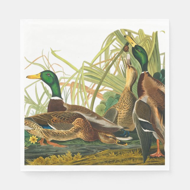 Mallard Duck by John James Audubon Napkins (Front)