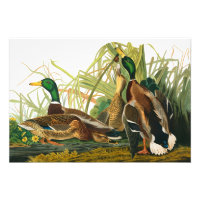 Mallard Duck by John James Audubon