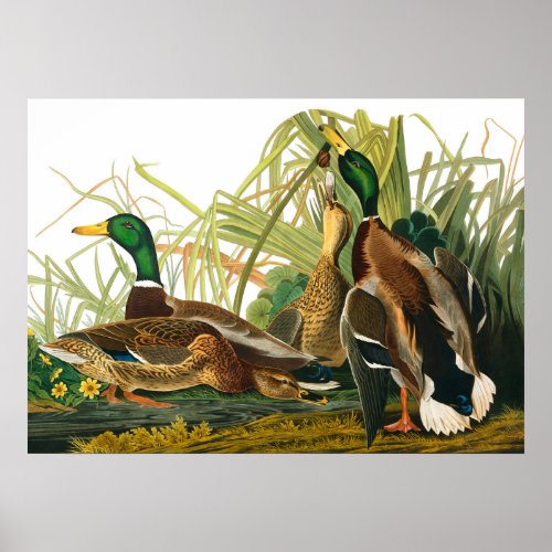 Mallard Duck by John James Audubon Poster