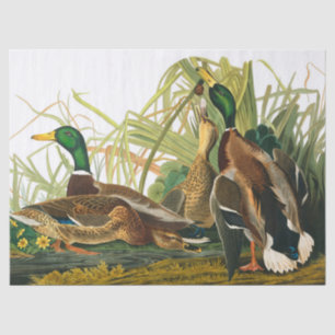Mallard Duck by John James Audubon Tissue Paper