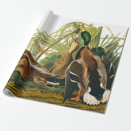 Mallard Duck by John James Audubon Wrapping Paper