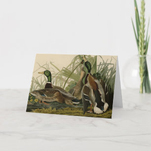 Mallard Duck Card