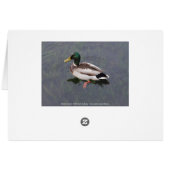 Mallard Duck Cards (Back Horizontal)