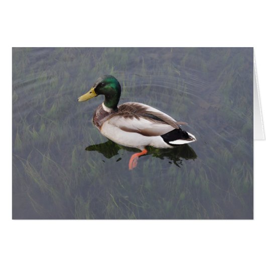 Mallard Duck Cards (Front Horizontal)