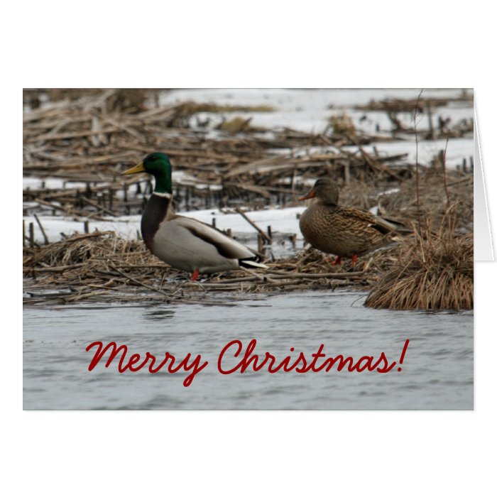 Mallard Duck Christmas Card