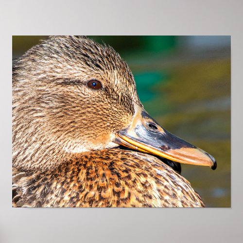 Mallard Duck Close_Up Portrait Poster