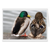 Mallard Duck Couple Card (Front Horizontal)