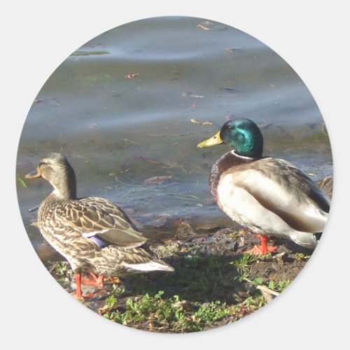 Mallard duck couple stickers